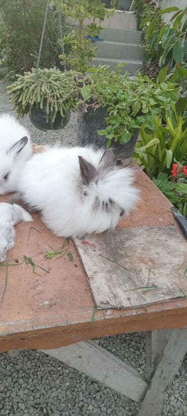 bala dovşanlar: Akor bala 10m — 3