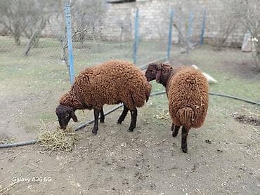 Eşşəklər: Quzu, Erkək, Qala, ay: 1, Damazlıq — 10