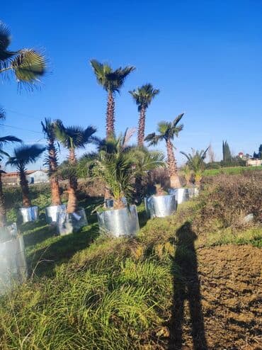 lipa ağacı: Palmalar satilir 2000nen3000manatacqeder — 9