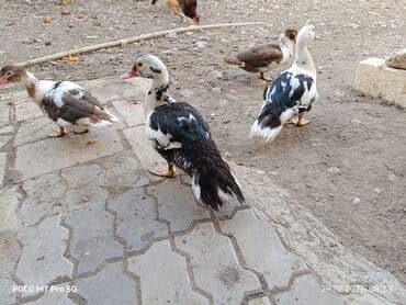 ördək balası və cücə: Salam Aleykum təmiz sort Lal ördekler satıram. ☝️ - Şəkillərdə 4 ədəd — 2
