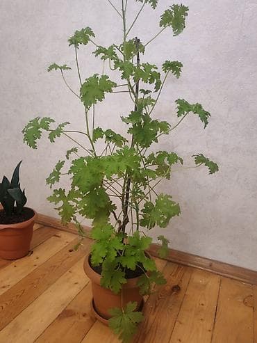 ciledagi bitkisi: Qoxulu sardunya (Pelargonium graveolens) – saksıda otaq bitkisi - — 1