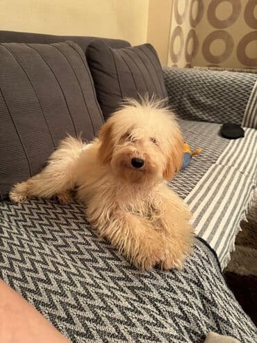 мальтипу цена баку: Sevimli, kiçik ölçülü, tüklü it balası - Cins: xırda ölçülü dekorativ — 1