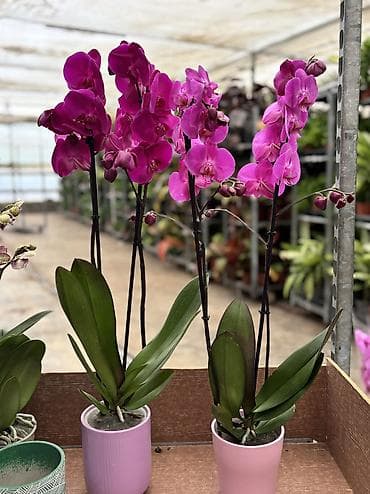 badam baglari: Orxideya sadə dibçəyində 40azn. Hədiyyəlik bağlama əlavə 2azn — 5