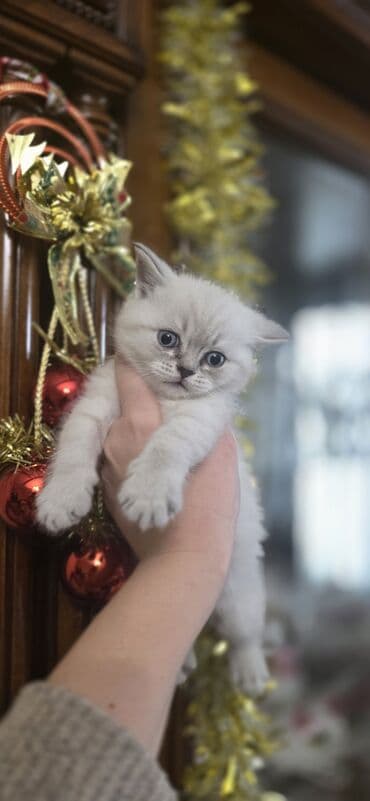 scottish fold qiyməti: Şotland yastı qulaq, Ünvandan götürmə — 4