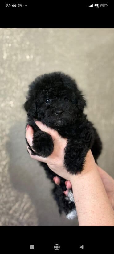 той пудель цена: Pudel — 1