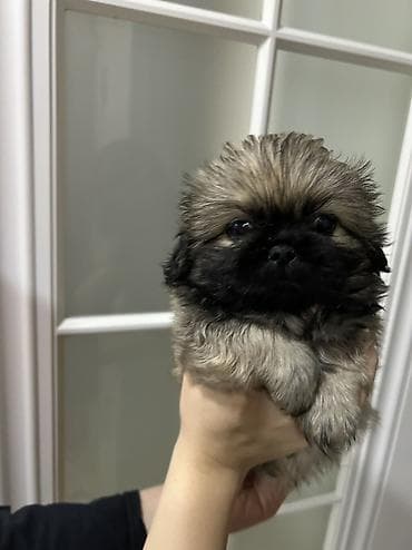 qurdbasar balaları: Pekines — 4