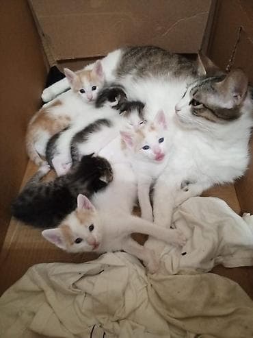 fars pişiyi: Tabbi, Yaxşı əllərə — 1