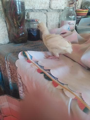 Mal-qara: Kom satılır hunduska xoruzun 6 klo çəkisi var real alıcıya endirim var — 4