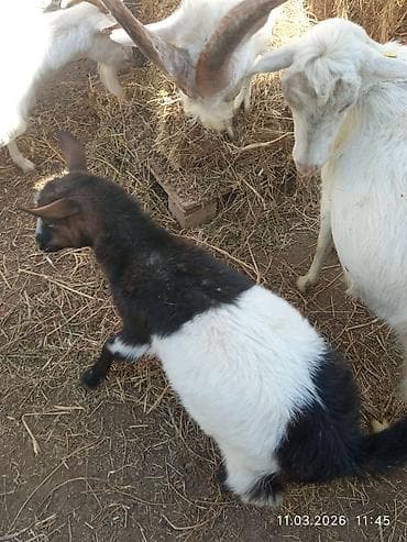 Quşlar: Dişi çəpiş. Təkəyə gəlib ya yox bilmirəm. bir yaşı yayda olacaq.biraz — 3