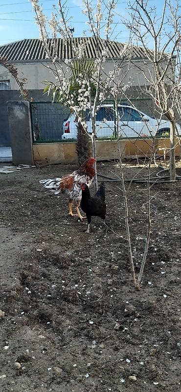 xoruz gence: Salam, ozum boyutduyum tam saglam heyvanlardi xoruz satilir 9 — 4