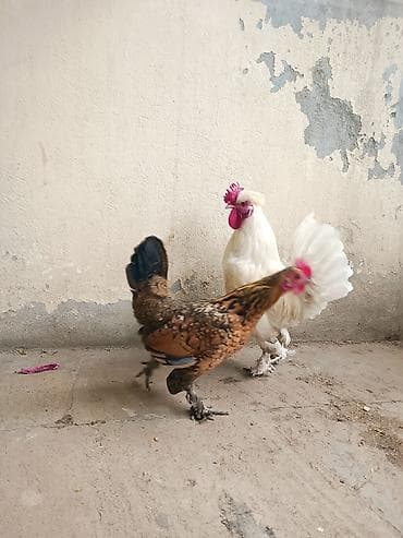 kəkilli toyuq: Toyuq, Damazlıq, Ödənişli çatdırılma — 3