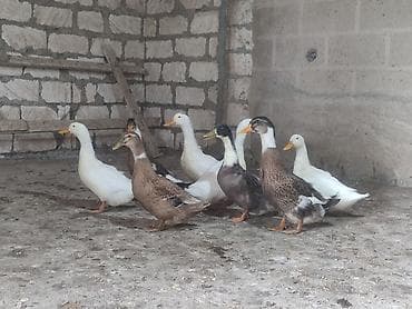 ucuz heyvanlar: Mətn: Ördək sürüsü – müxtəlif rənglərdə yetkin quşlar Təsvir: - — 1
