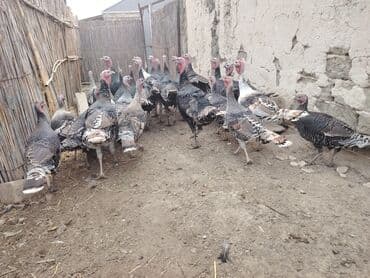 Salam aleykum Bu ilki hinduskalardir kentde yetisdirilib tebii — 8