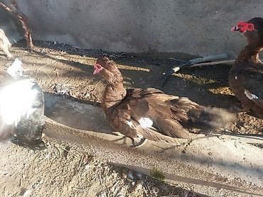 Digər heyvanlar: Erkək, | Lal ördək, Damazlıq, Ünvandan götürmə — 6