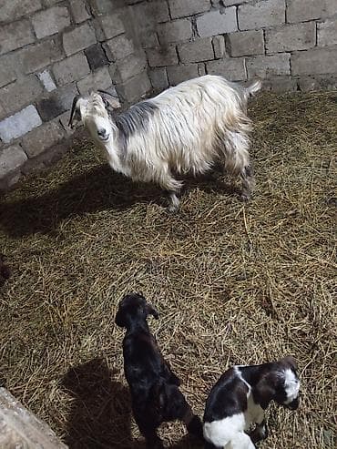 ətlik inək cinsləri: Qoyun-keçi təsərrüfatı üçün uzun tüklü yerli keçilər - Cins: uzun — 4