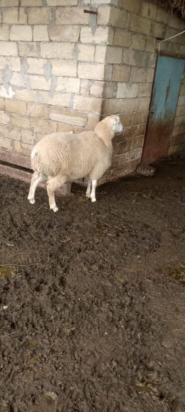 atla eşşəyin cütləşməsi: Quzu, Erkək, ay: 4, 50 kq, Damazlıq, Ünvandan götürmə — 4