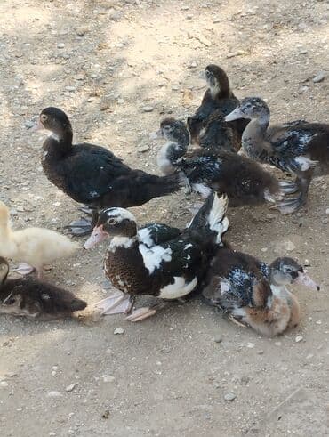 Lal ördəklər Macar və Krasnadar sortudur 55 günlüklər 10 manat 25