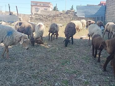 kanada sortu hinduska: Salam tam saglam heyvanlar satilir isdeyen elaqe saxlasin — 4