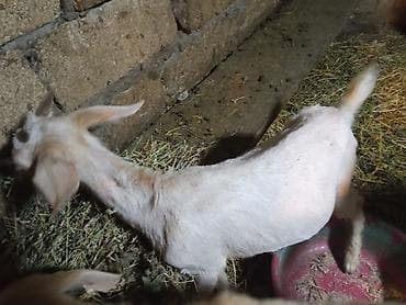 halep keçisi: Cəpişlər Sani hələb mələz erkək dişi 2-4 aylıq.6baş — 10