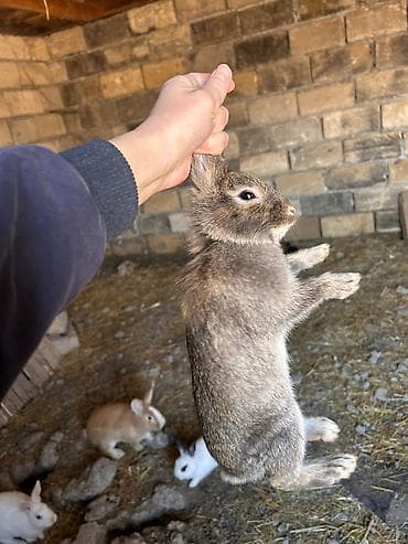 Mal-qara: Məhsul: Dovşanlar (xüsusi seçmə müxtəlif rənglər) Təsvir: - — 2