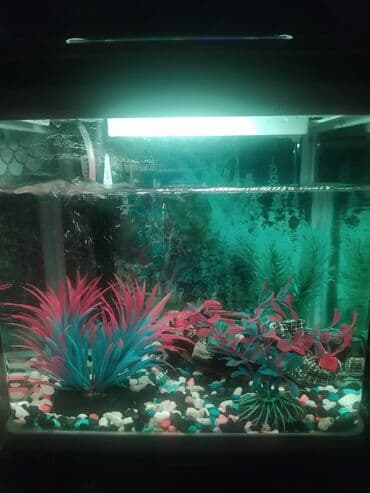 heyvan satışı: Akvarium satılır 20 ltr-lik firma malıdır dekorları ilə birlikdə — 7