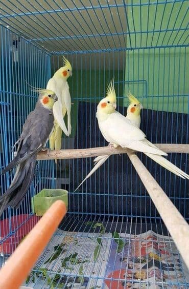 qurdbasar balaları: Təzə yemə düşən balalar və hazir cütlər var.Balalara söz öyrətmək ələ — 1