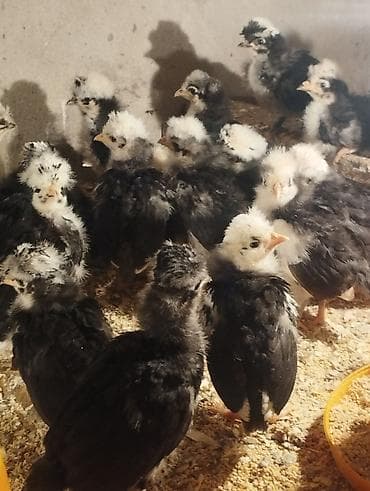 cuce satisi 2019: Toyuq cücələri, Damazlıq — 1