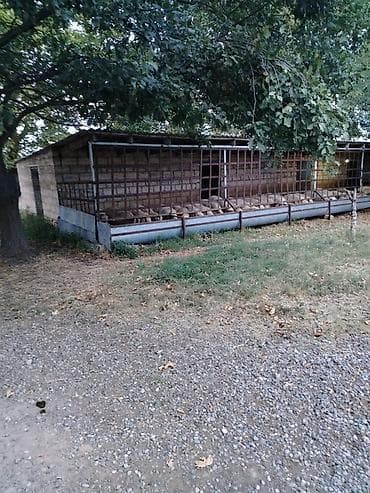 binəqədidə heyet evleri: Ferma/təsərrüfat kompleksi - Heyvandarlıq üçün tikili və açıq — 10