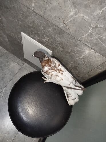 goyercin yuvasi: Satılır: 3 ədəd dekorativ göyərçin dəsti Xüsusiyyətlər: - Rəng — 4