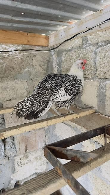 qaz toyuq: Toyuq, Yumurtalıq — 3