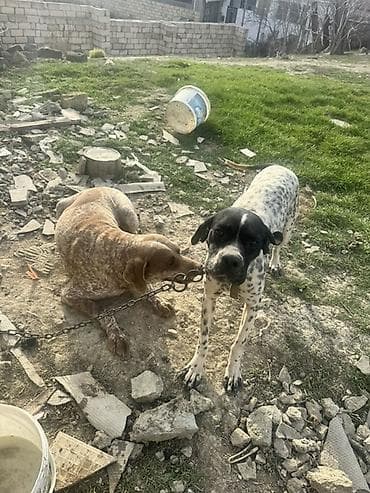 Dişi, Cütləşmə üçün