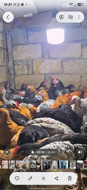 toyuq satan: Salam Aleykum Tam Saglam 3 Ayliq Damazliq Çolpalarimiz Butun Vaksin — 1