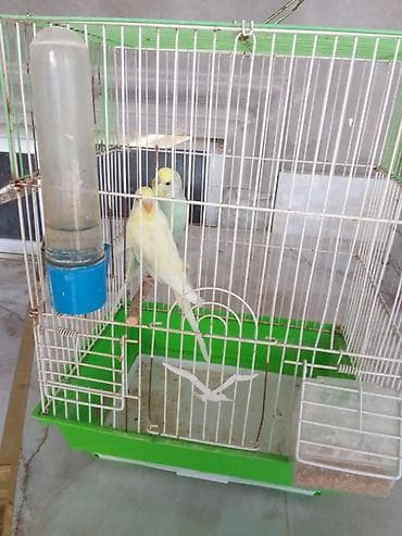 tutuquş: Erkek diwi qefesle birge 33 azn — 1