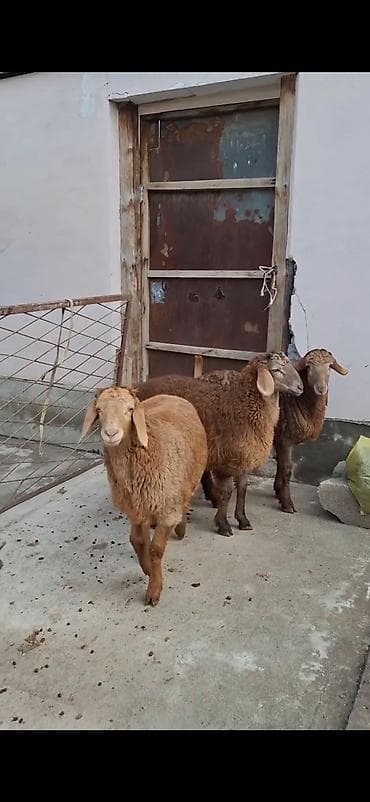 Gəmiricilər: Qoyunlar – 3 baş, ətlik/südlük yerli cins - Rəng: açıq-sarı və tünd — 2