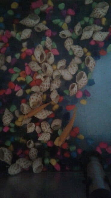 аквариумные рыбы купить: Цихлид — 2