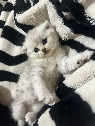 lalafo pisik: Şotland — 10