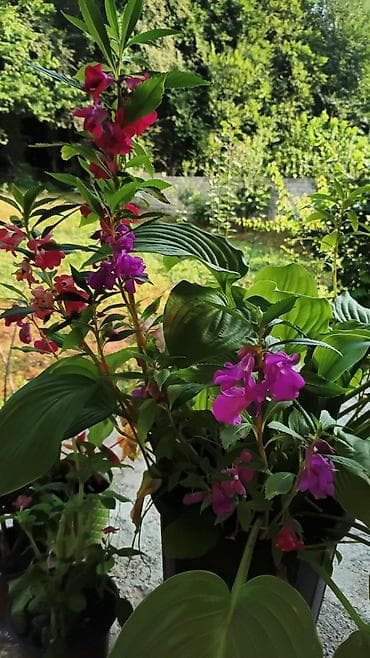 роза гул: Saksıda “Impatiens” (balzam/yenibahar) dekorativ çiçək bitkisi - Növ — 6