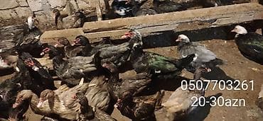 ordek qaz: - Növ: Lal ördək, amerikan sortu - Rənglər: tünd, ağ və qəhvəyi — 3