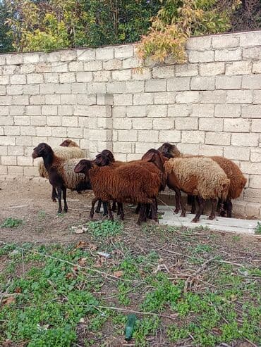 Аквариумы: Qoyun sürüsü – ət və damazlıq üçün - Növ: yerli cins qaragül/qəhvəyi — 3