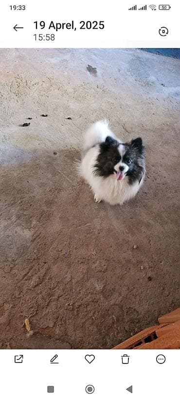 bala haski: Şpitz — 1