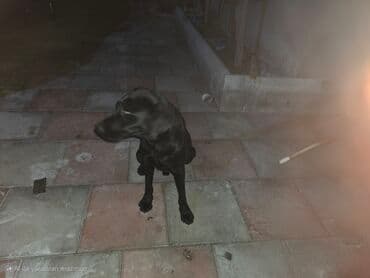 лабрадор цена: Лабрадор-ретривер — 1