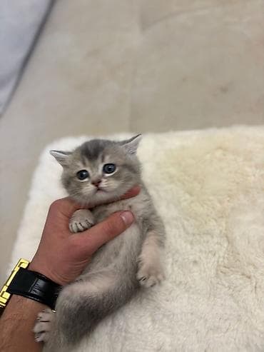 heyvan geyimi: Britan, Erkək, Dişi, Yaxşı əllərə, Pulsuz çatdırılma — 5