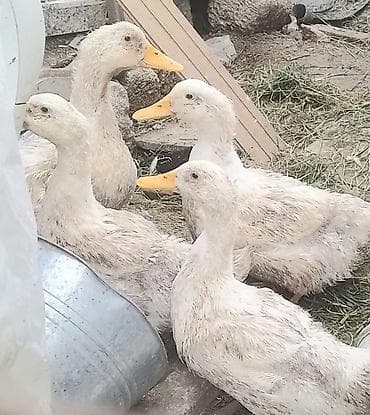 Ağ lələkli ördəklər – 5 baş - Cins: yerli ev ördəyi - Dimdik rəngi