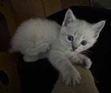 кошка: Сиамская, Самка — 3