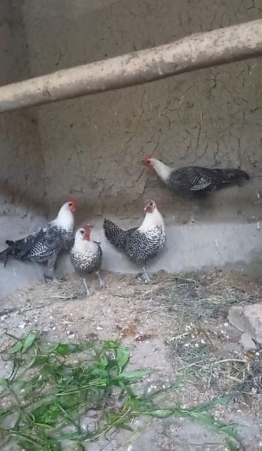 ətlik inək cinsləri: Brekel 2 beçə 2 Yumurtayan Fərə. Cəm 4 ədəd. Qiymət 4 ədədi — 1