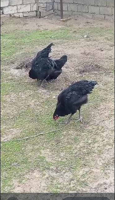 ari mumu satilir: Toyuq, Australorp, Damazlıq, Ödənişli çatdırılma — 8