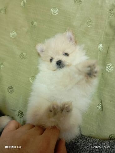 it adları: Şpitz, Peyvəndli — 4