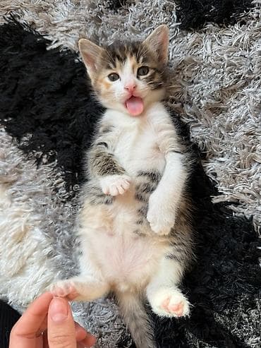 sinsila pisik: Pulsuz çatdırılma — 2