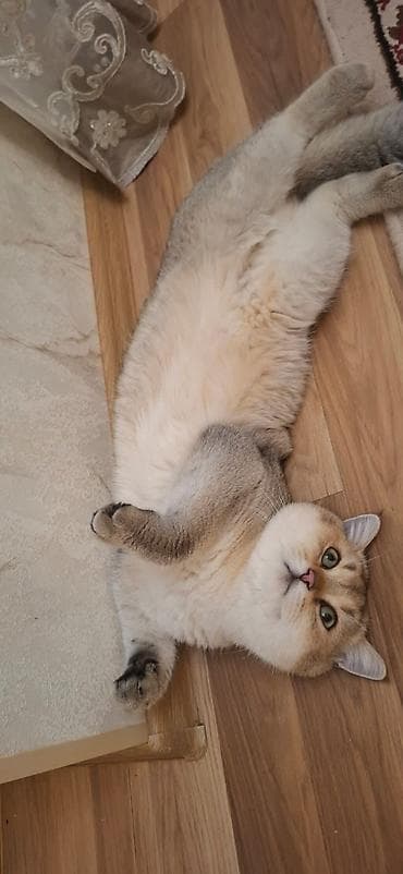 pitbull balaları: Britan — 5