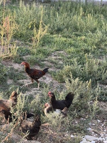 cücə və xoruz: Toyuq, Australorp, Brama, Damazlıq, Ünvandan götürmə — 6